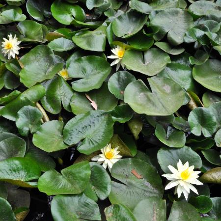 Jardín Botánico de Cali