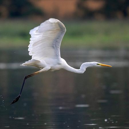 Biodiversidad